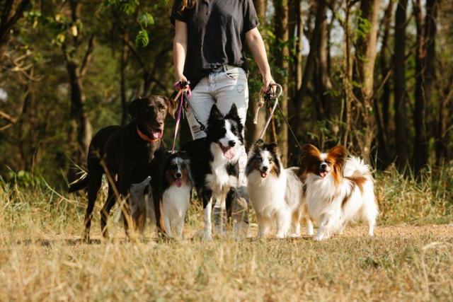 Faire garder son chien ou son chat pendant une absence Faire garder son chien ou son chat pendant une absence