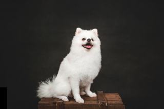 Trouver un bon salon de toilettage chien près de chez soi